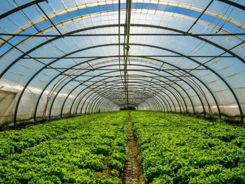 CS Type A Agricultural Greenhouse Frame